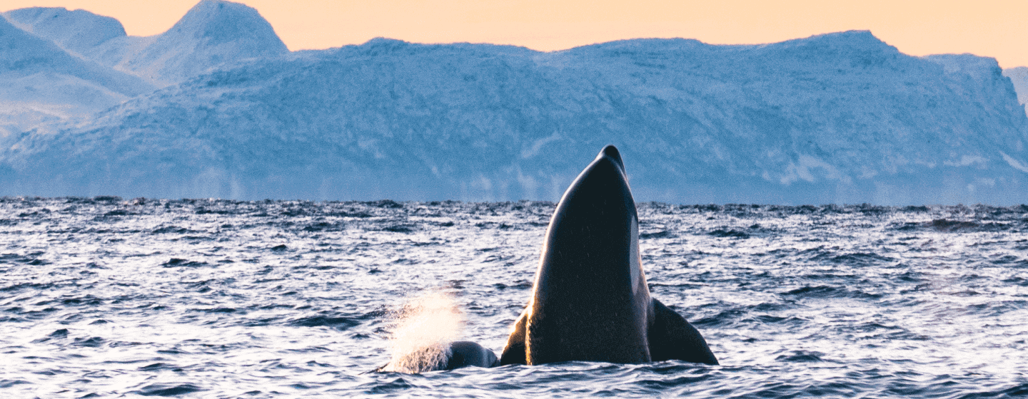 Orca spyhopping near Tromsø in winter
