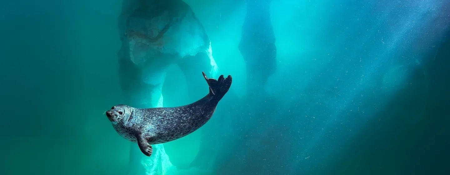 A seal in the aquarium
