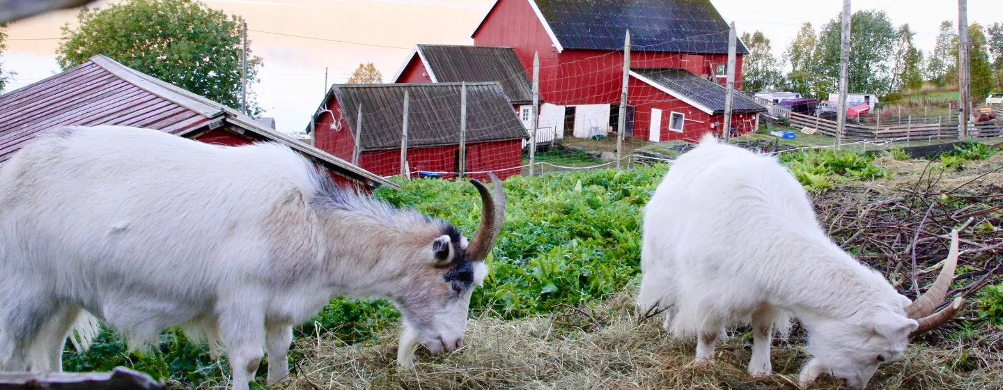 Geiter på en gård