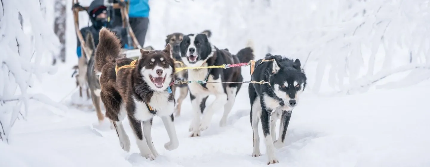 Huskyer som trekker en slede