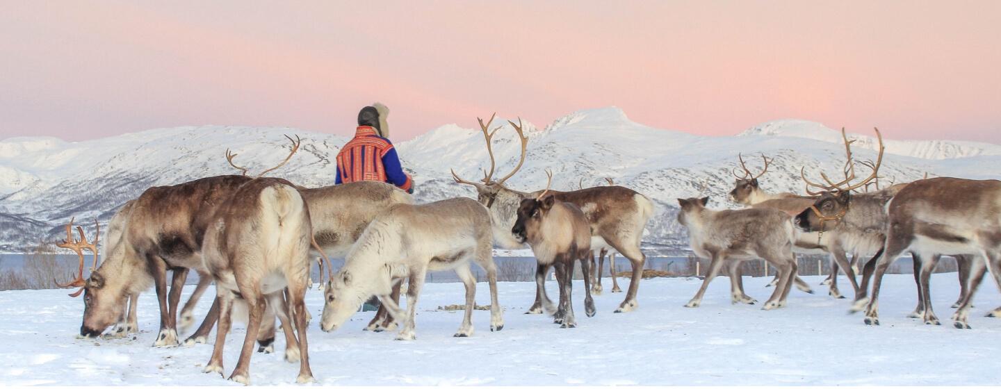 Tromsø arktiske reinsdyr vinter