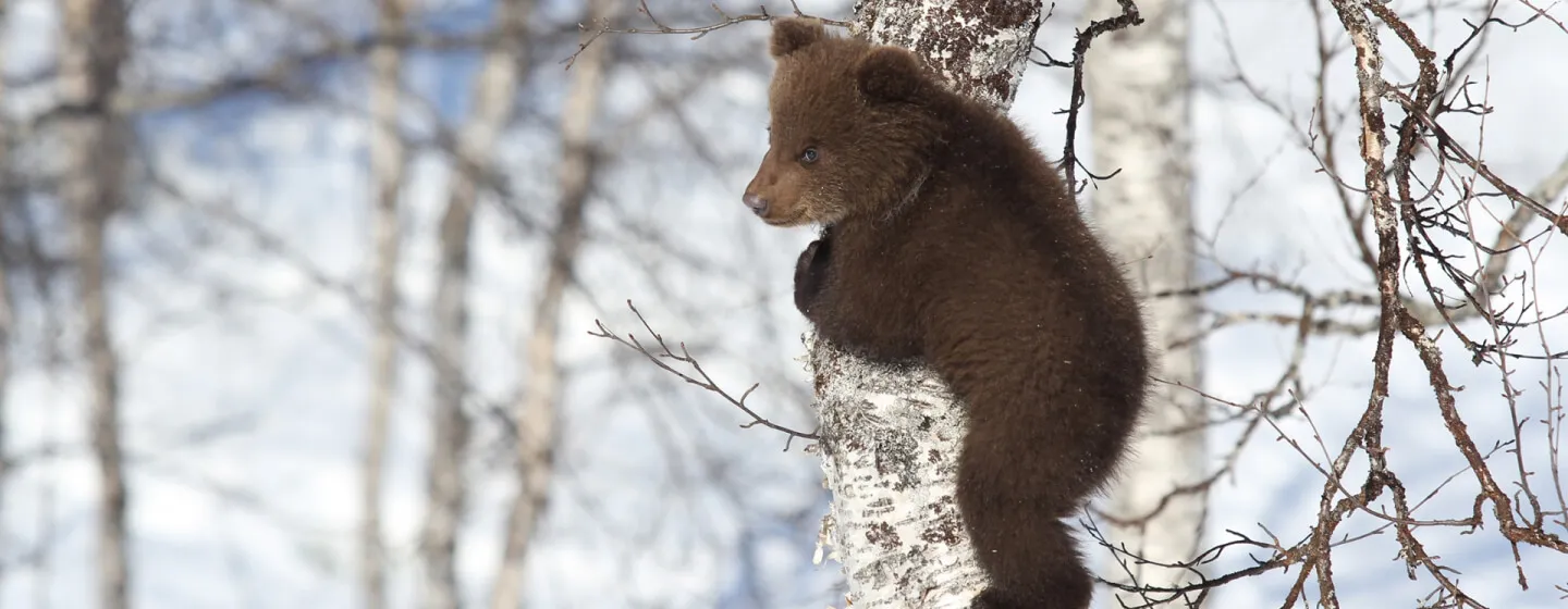 bear cub on a birch in the wild