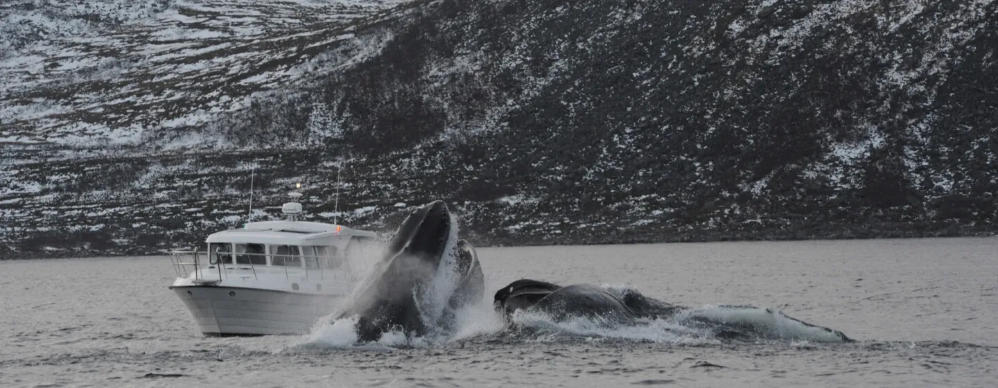 fiske og hvalsafari Xcima Oceans