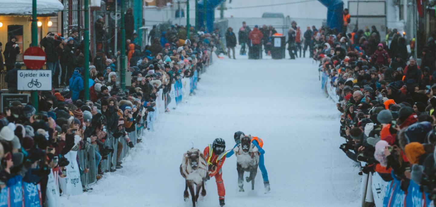 Reindeer sled race in the main street of Tromsø
