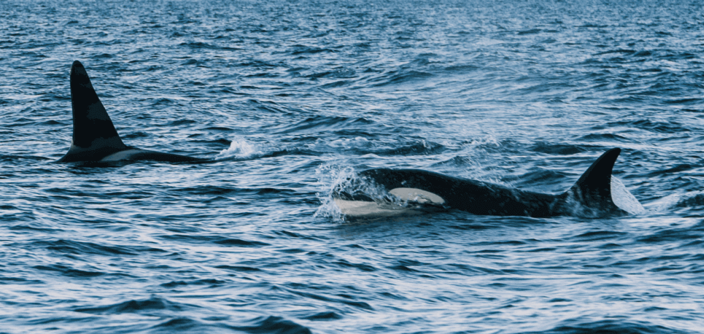 Orcas in Skjervøy in winter
