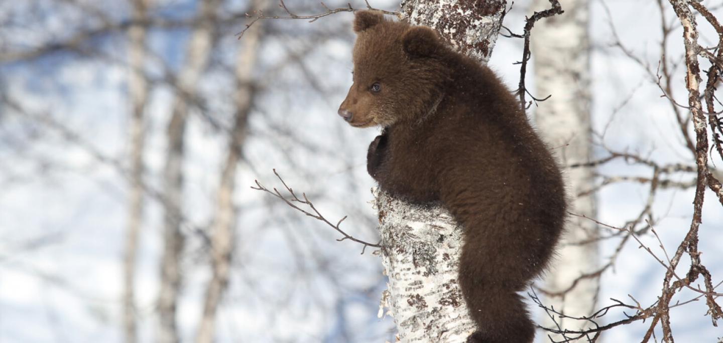 bear cub on a birch in the wild