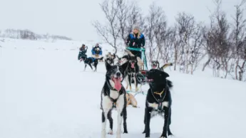 Dog sledding in winter landscape