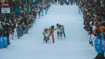 Reindeer sled race in the main street of Tromsø