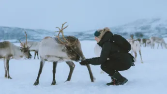 A lady interacting with a reindeer during winter in the Tromso region