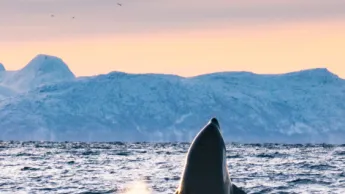 Orca spyhopping in Skjervøy