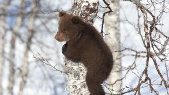 bear cub on a birch in the wild 
